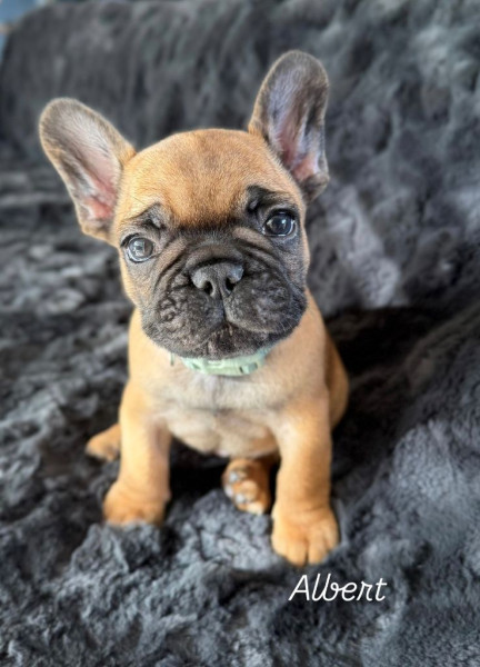 Bouledogue français - Albert et Astra - Bouledogue Français LOF Fauve - Des Terres des Sablons