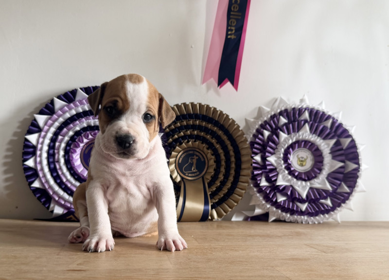 American Staffordshire Terrier - Superbes chiots amstaff, staff, american staff - Angel s Of carmine