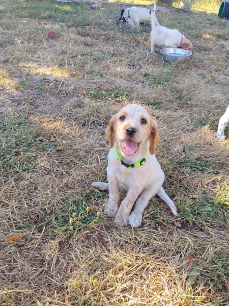 Chiot Setter Anglais