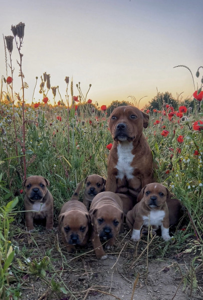 Staffordshire Bull Terrier - Staffie chiots