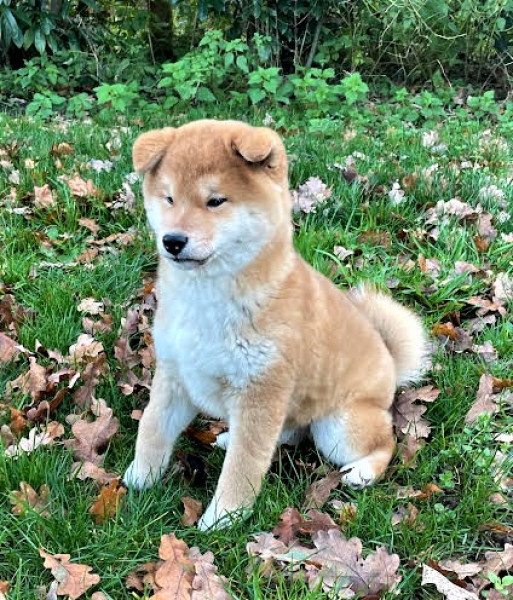 Shiba - SHIBA-INU
