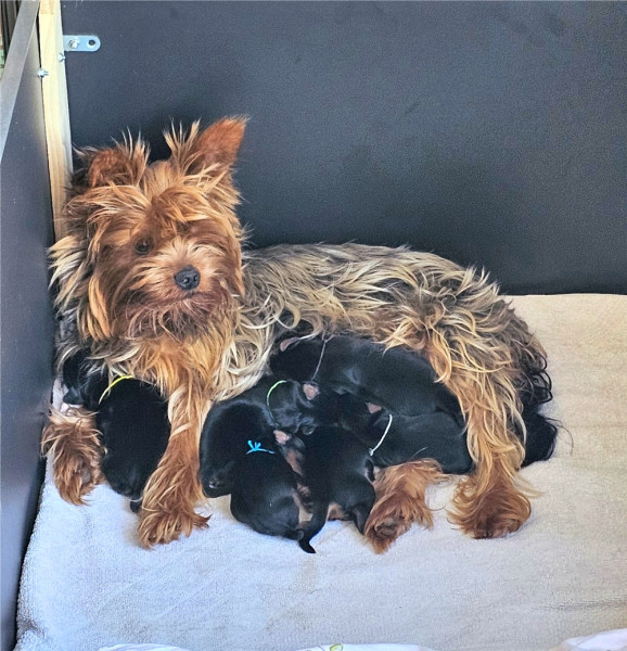 Yorkshire Terrier - Yorkshire Terrier LOF : 4 mâles et 2 femelles