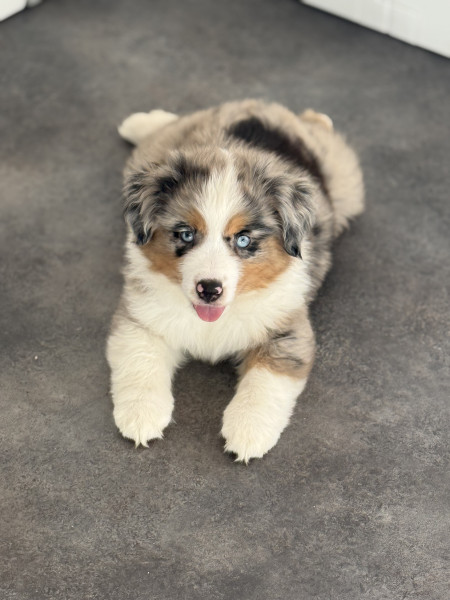 Berger Américain Miniature  - Élevage des Trésors Du Sud