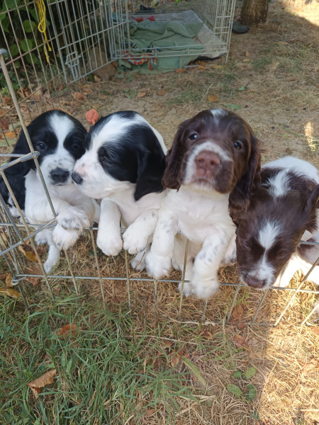 English Springer Spaniel - Chiots springer Spaniel English