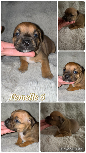 Staffordshire Bull Terrier - Staffie LOF - Of the stafford black panther