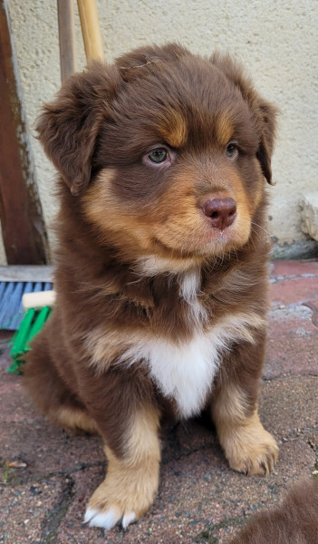 Berger Australien - Chiots Bergers Australiens LOF Rouge tricolore et Merle rouge