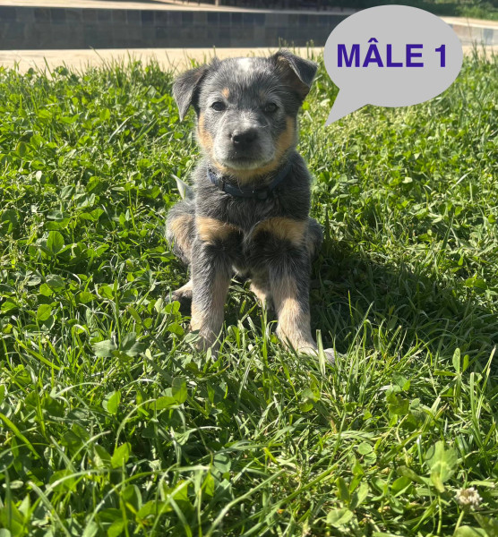Bouvier australien - chiots BOUVIER AUSTRALIEN LOF - De létang de la Couarche