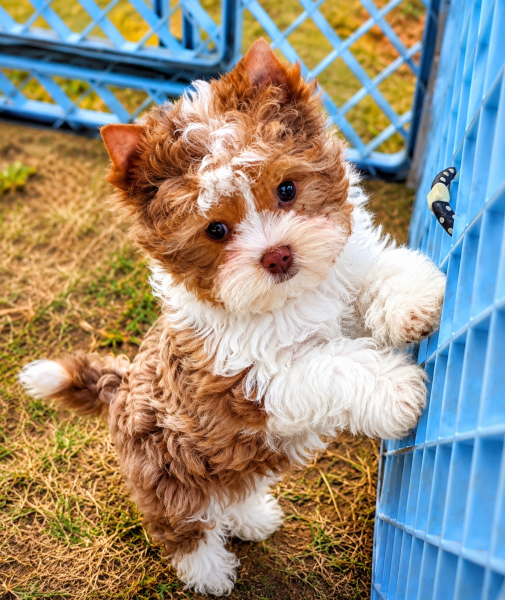 Yorkshire Terrier - Yorkshire colorés rares Biro & Lilas Merle - Miss York