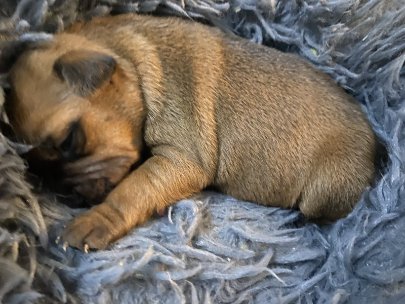 Staffordshire Bull Terrier - Chiot Staffordshire bull terrier