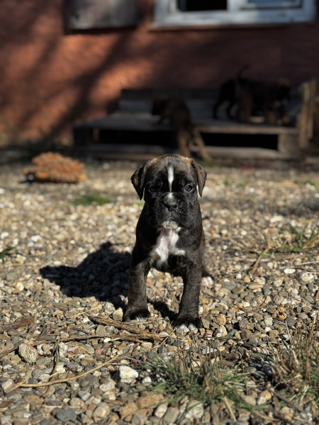 Boxer - Chiot boxer lof - Babines en folie