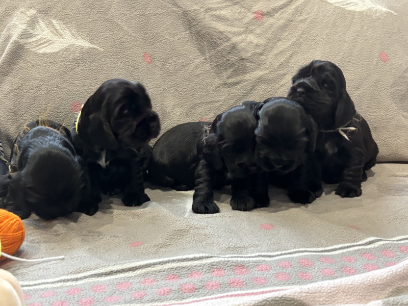 Cocker Spaniel Anglais - Chiots Cocker Spaniel Anglais LOF à vendre - 4 femelles, 1 mâle