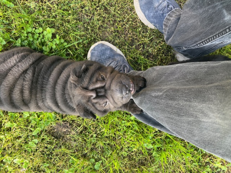 Shar Pei - Chiots SHAR PEI Femelle