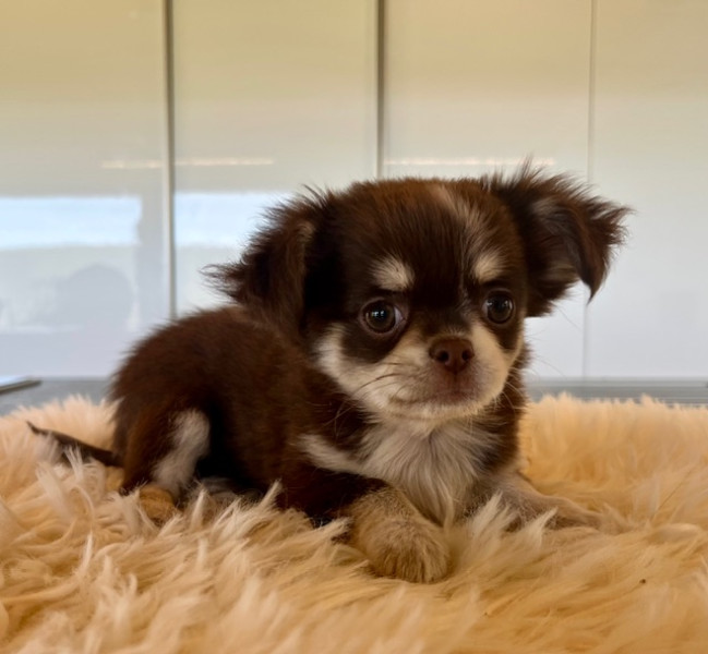 Chihuahua - Chiots femelles Chihuahua - zia