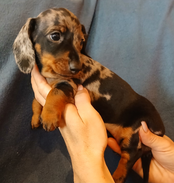 Teckel poil ras - Teckels nains poils ras