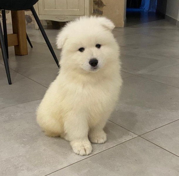 Samoyède - Chiots samoyède lof