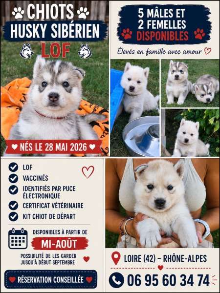Siberian Husky - Husky lof