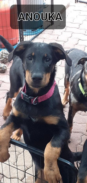 Chiot  Berger de Beauce