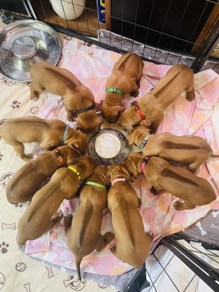 Chiot  Rhodesian Ridgeback