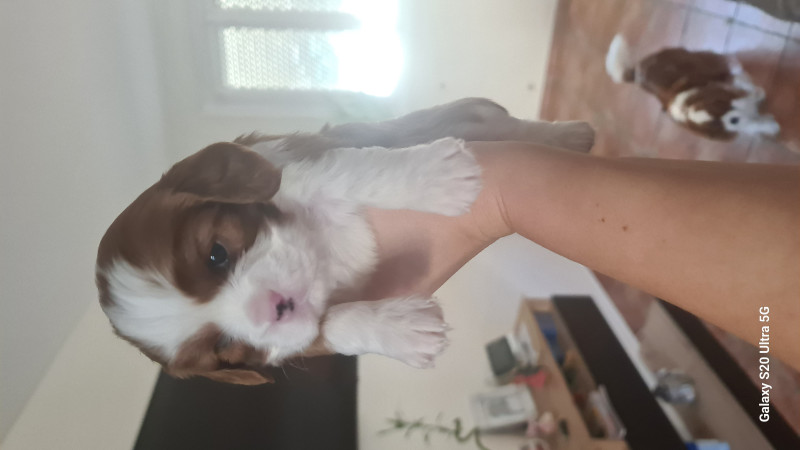 Cavalier King Charles Spaniel - Adorables chiots Cavalier King Charles ! - 915126