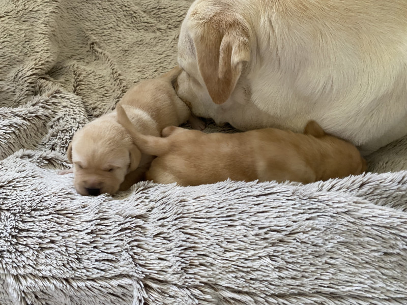 Chiot Labrador Retriever