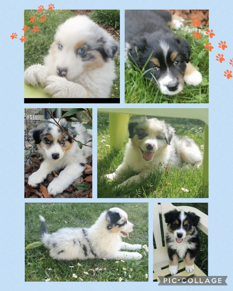 Berger Australien - Chiots LOF bergers australiens