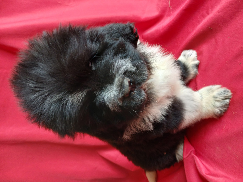 Terre-neuve - Vente des chiots terre neuve