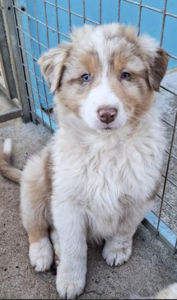 Berger Australien - Magnifique chiots berger australien - lelevagedepenkergoff