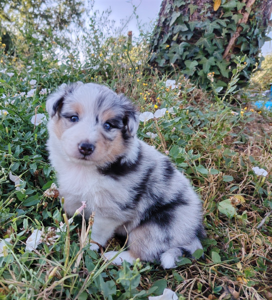Shetland Sheepdog - Chiot berger des shetland