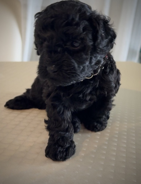 Caniche - Caniche Toy Noir Frisés - Kama Rati