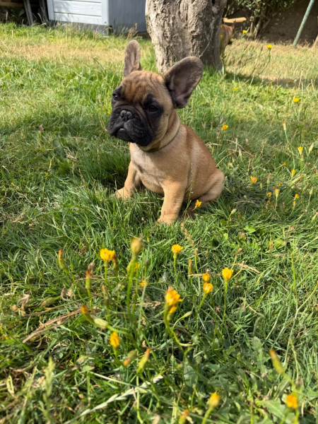 Bouledogue français - Chiot bouledogue français mâle inscrit au lof