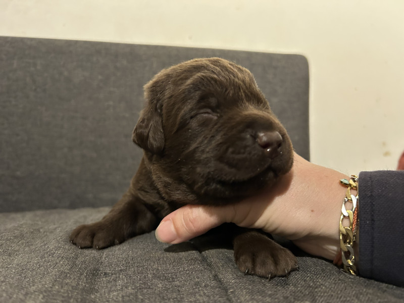 Labrador Retriever - Chiots labrador LOF chocolat et noir - Elevage Des Viéras