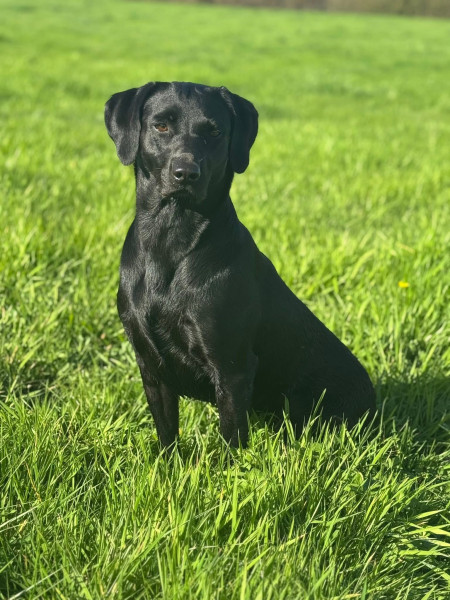 Chiot Labrador Retriever