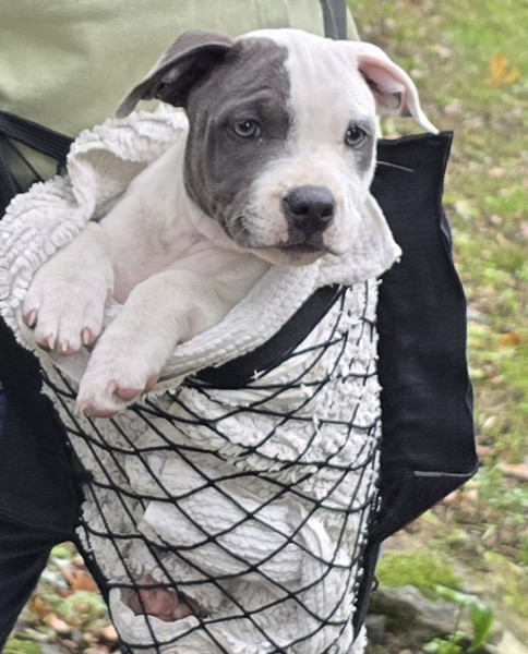 Staffordshire Bull Terrier - chiots staffie femelle  Blanche  LOF