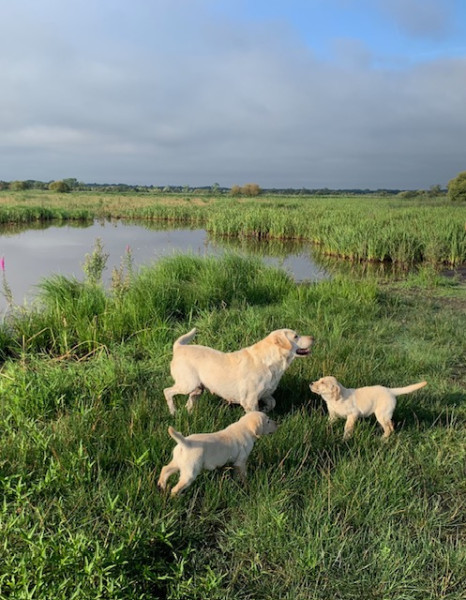 Labrador Retriever - CHIOTS LABRADOR SABLE LOF A VENDRE - GUILLAUD Elie