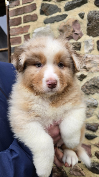 Berger Australien - Chiot Berger Australien Lof - Elevage de la rivière aux pierres