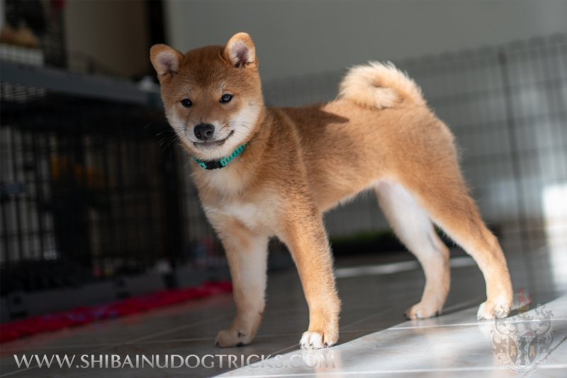 Shiba - Chiot Shiba Inu LOF (Femelle)