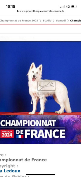 Berger Blanc Suisse - CHIOTS BERGER BLANC SUISSE Du Clos De L'Ebaupin Blanc - Du Clos De L'ébaupin Blanc