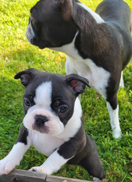 Boston Terrier - chiots BOSTON TERRIER LOF à réserver - prix  1800 ? - DE BOUSSAC LES DEUX EGLISES (demande en cours auprès de la SCC)