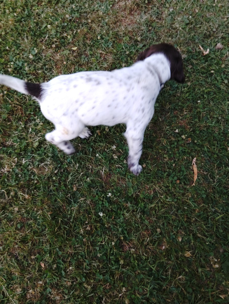 Chiot Petit Epagneul de Münster
