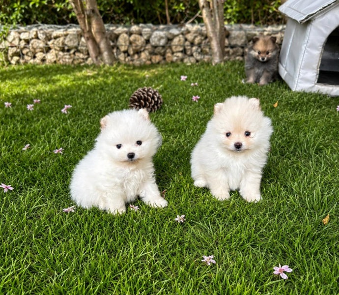 Spitz allemand - Spitz nain pomeranien , loulou de pomeranie - Des lous de la soulsoure