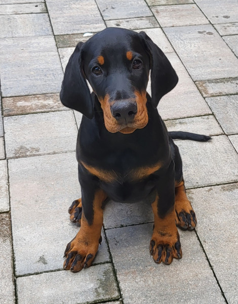 Dobermann - Chiots Dobermann LOF
