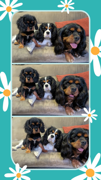 Cavalier King Charles Spaniel - Chiot Femelle Cavalier king Charles lof - Élevage Des Vignes Ensoleillées