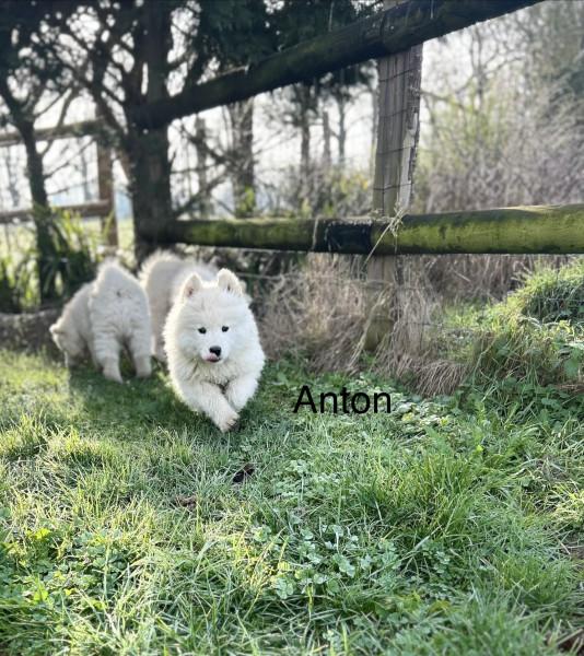 Samoyède - Chiots samoyède LOF disponible de suite