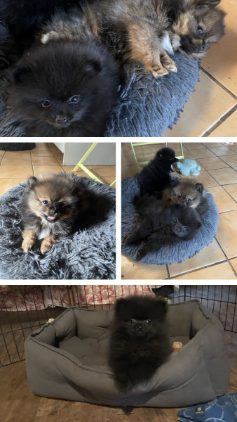 Spitz allemand - Magnifiques chiots spitz nains - Luciole au clair de lune