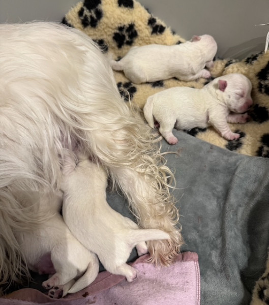 West Highland White Terrier - chiots Westie