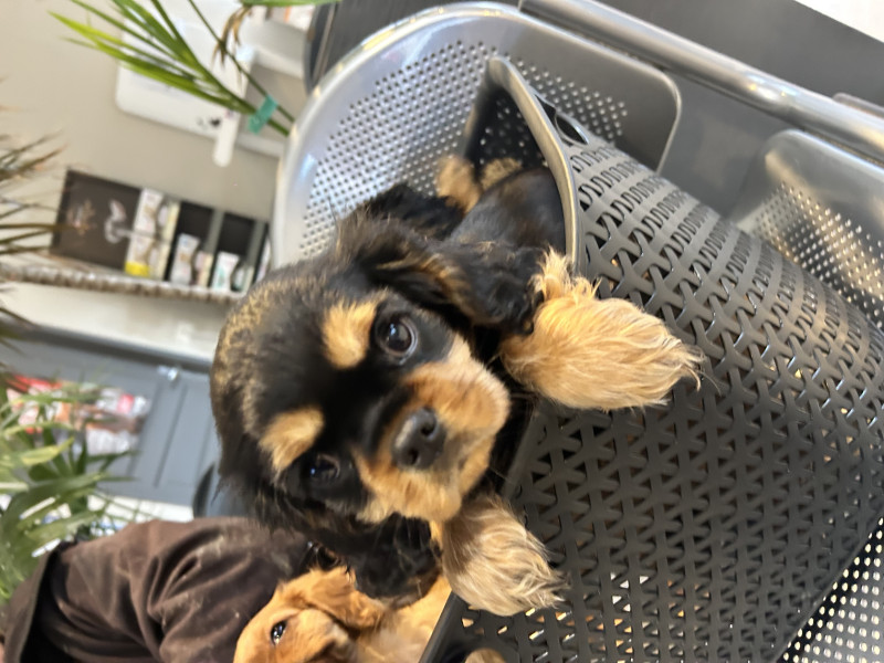 Cavalier King Charles Spaniel - Chiots Cavalier King Charles de qualité à vendre