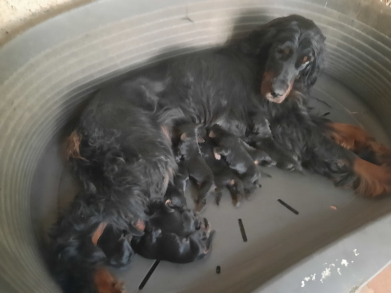 Tous nos chiots à vendre de race Setter Gordon en France