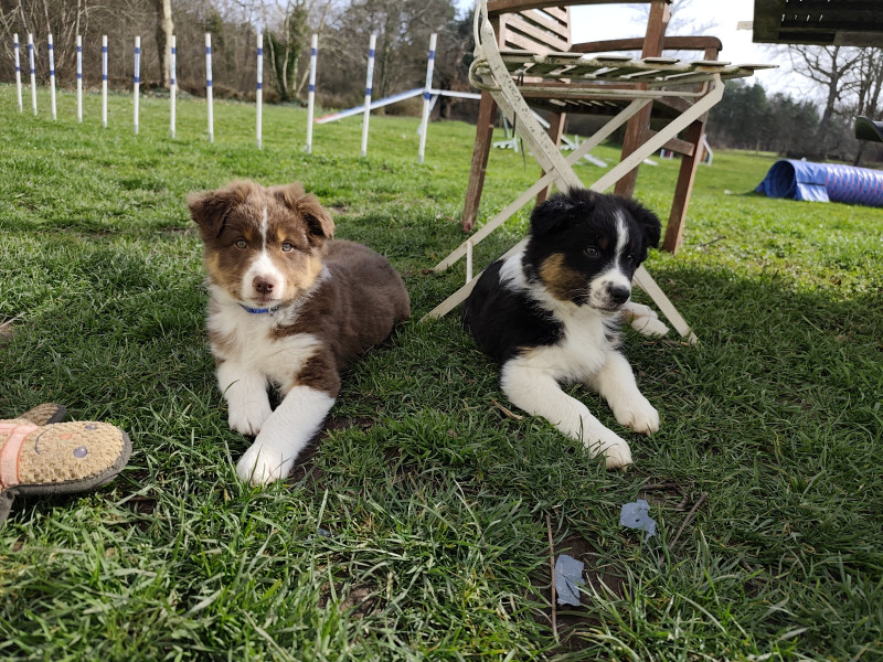 Berger Australien - 2 Chiots mâles berger australien