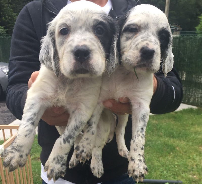 Chiots De La Race Setter Anglais Disponibles Sur Chiots De France Chiots De La Race Setter Anglais Disponibles Sur Chiots De France