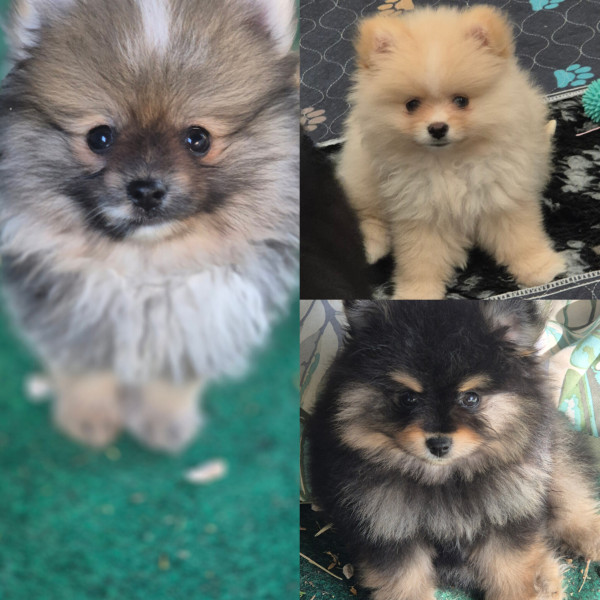 Spitz allemand - chiots spitz nain males